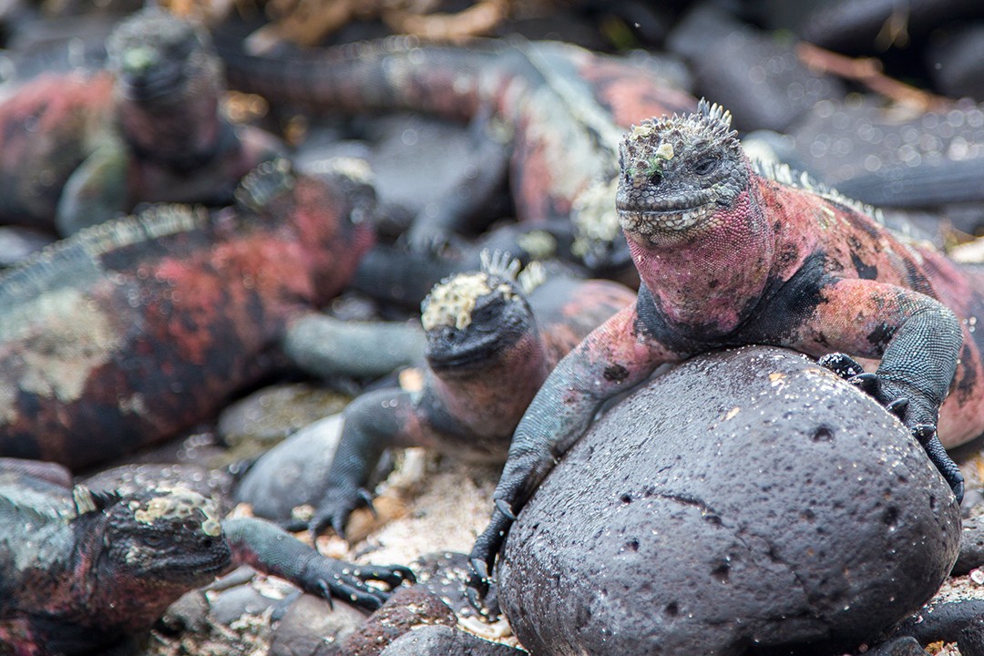 Eco-friendly wildlife tours galapagos