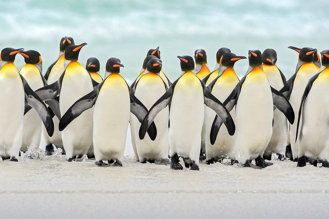 Eco-friendly wildlife tours penguins antarctica