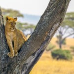Eco-friendly wildlife tours serengeti