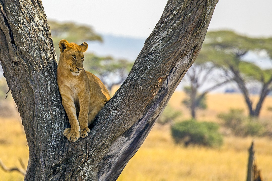 Eco-friendly wildlife tours serengeti