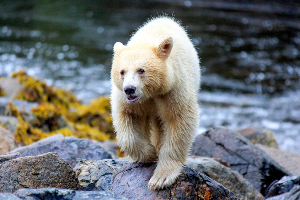 largest rainforests in the world canada