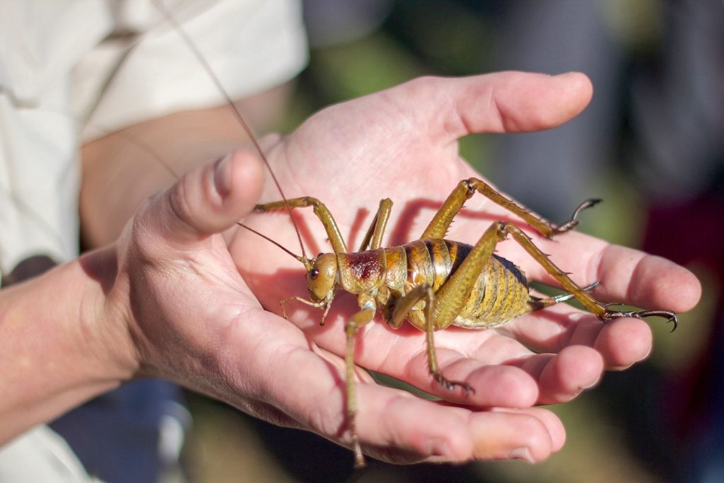 The terrifying giant weta