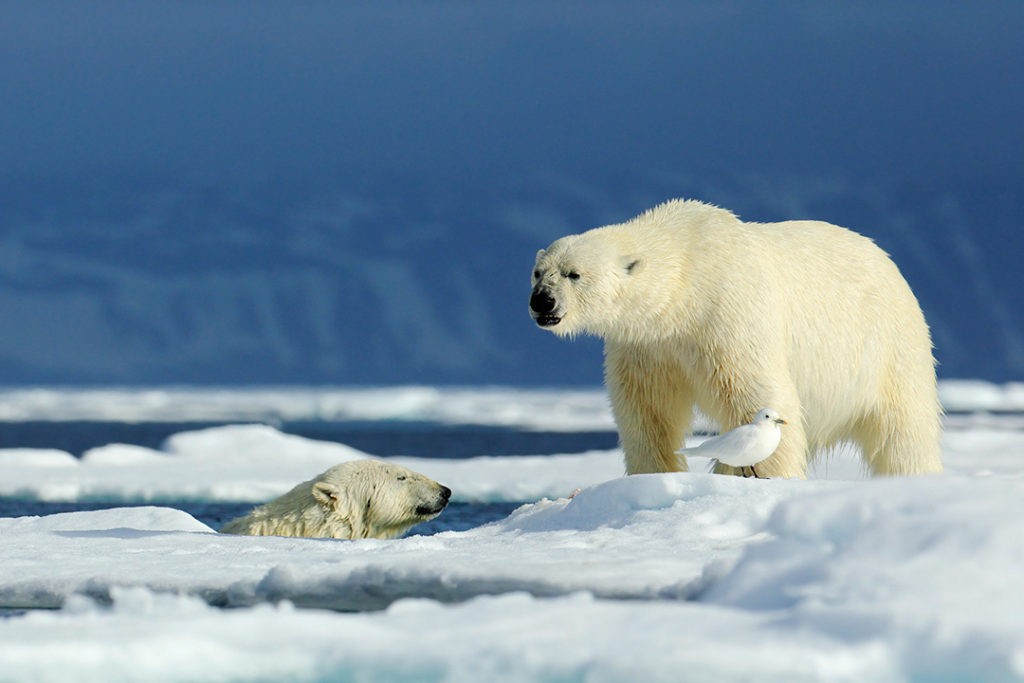polar bear polar bear