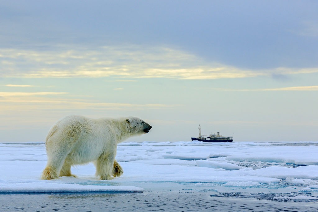 All tourists feed into the culture of extinction tourism