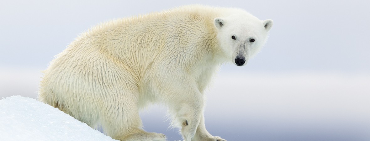 Polar bear death: has extinction tourism gone too far?