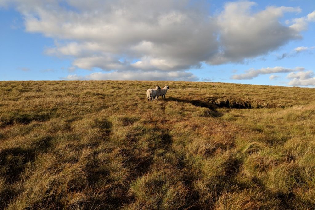 Sheep on a hill spotted after we moved to the country