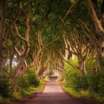 The Dark Hedges double up as the Kingsroad in Game of Thrones
