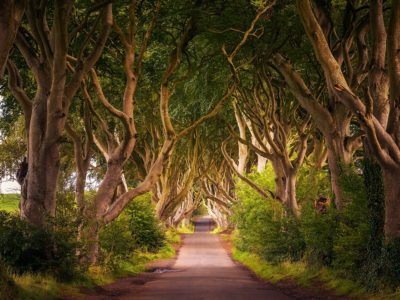 The Dark Hedges double up as the Kingsroad in Game of Thrones