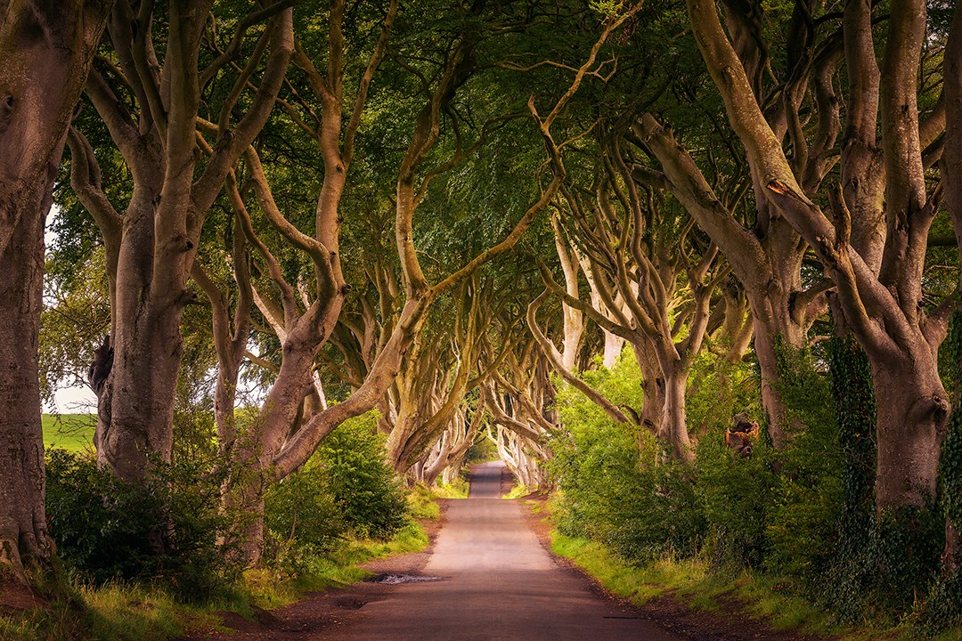 The Dark Hedges double up as the Kingsroad in Game of Thrones
