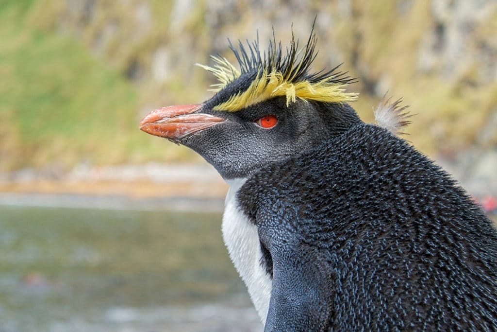 A Northern Rockhopper Penguin natural wonders in the uk