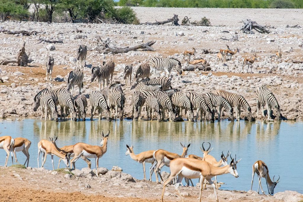 Safari in Etosha National Park Namibia 10
