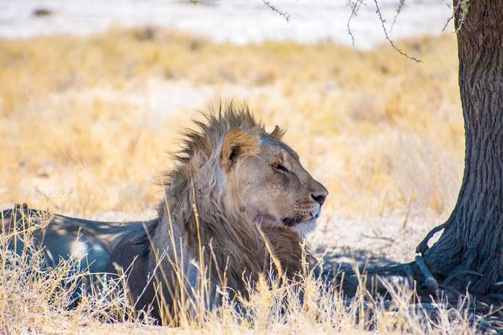 safari autoguiado a través de Namibia etosha