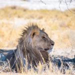 self-drive safari through Namibia etosha