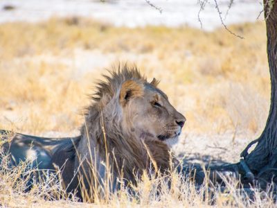 self-drive safari through Namibia etosha