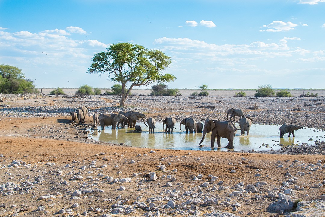 etosha national park safari