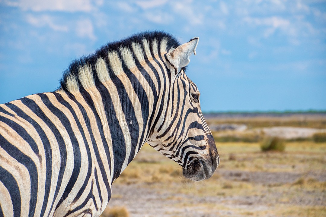 Safari in Etosha National Park Namibia 24
