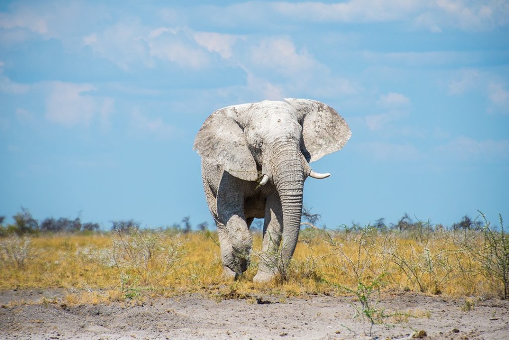 Safari in Etosha National Park Namibia 25