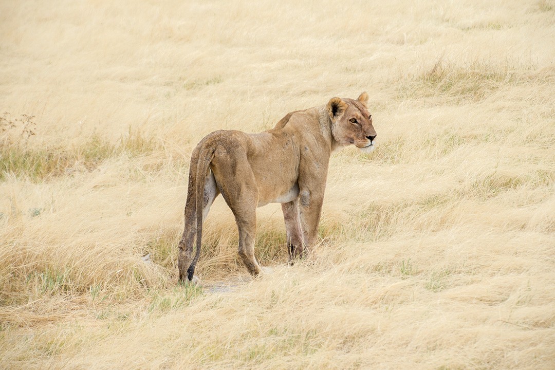 Safari in Etosha National Park Namibia 6
