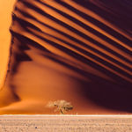 A tree at the foot of a sand dune in Namibia