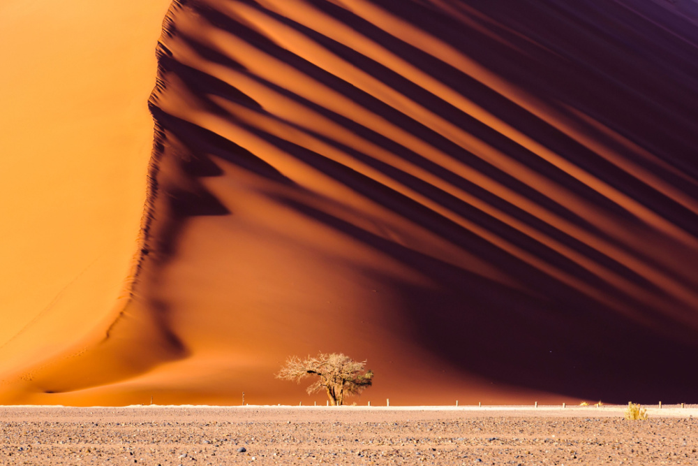 A tree at the foot of a sand dune in Namibia