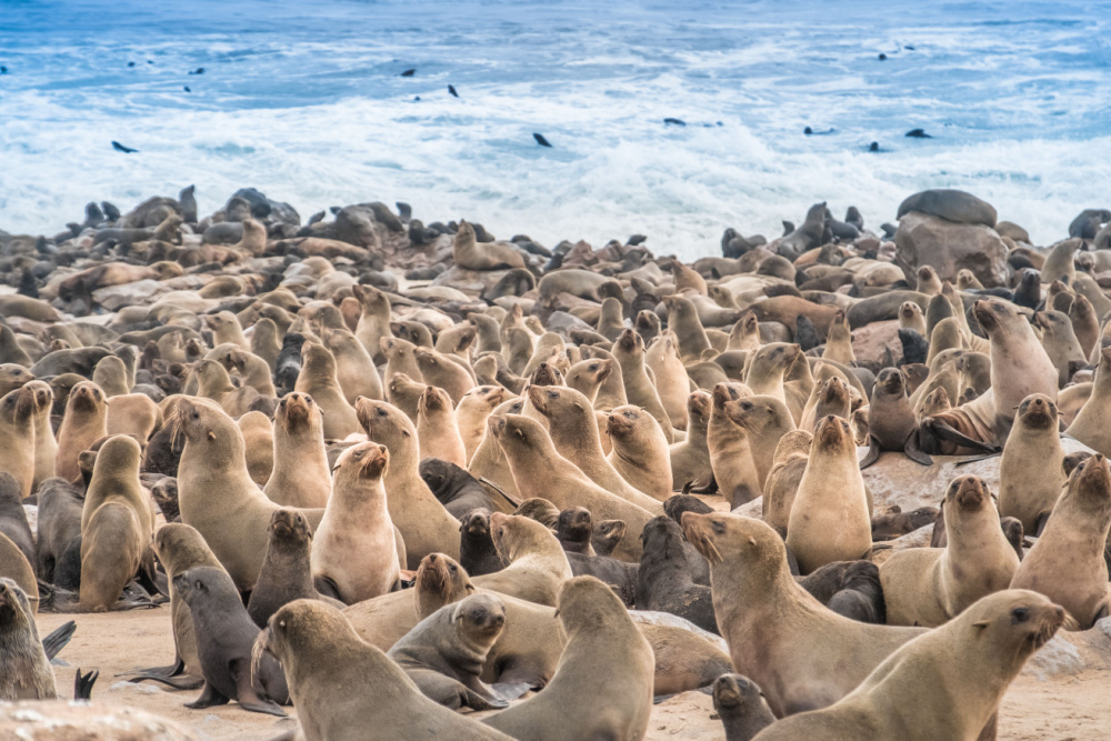 Jam-packed seals at the Cape Cross Seal Reserve