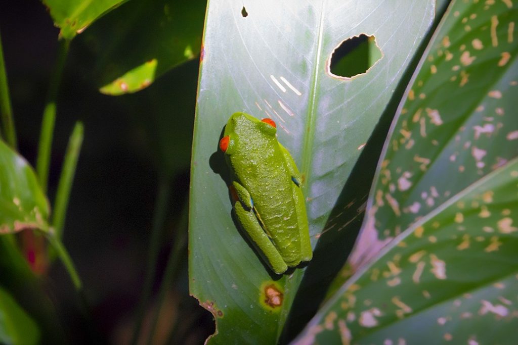 A red-eyed tree frog on our National Geographic Expedition to Costa Rica