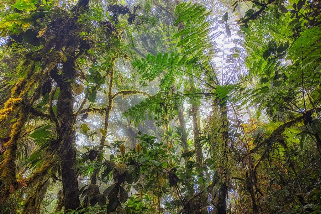 Monteverde Cloud Forest in Costa Rica