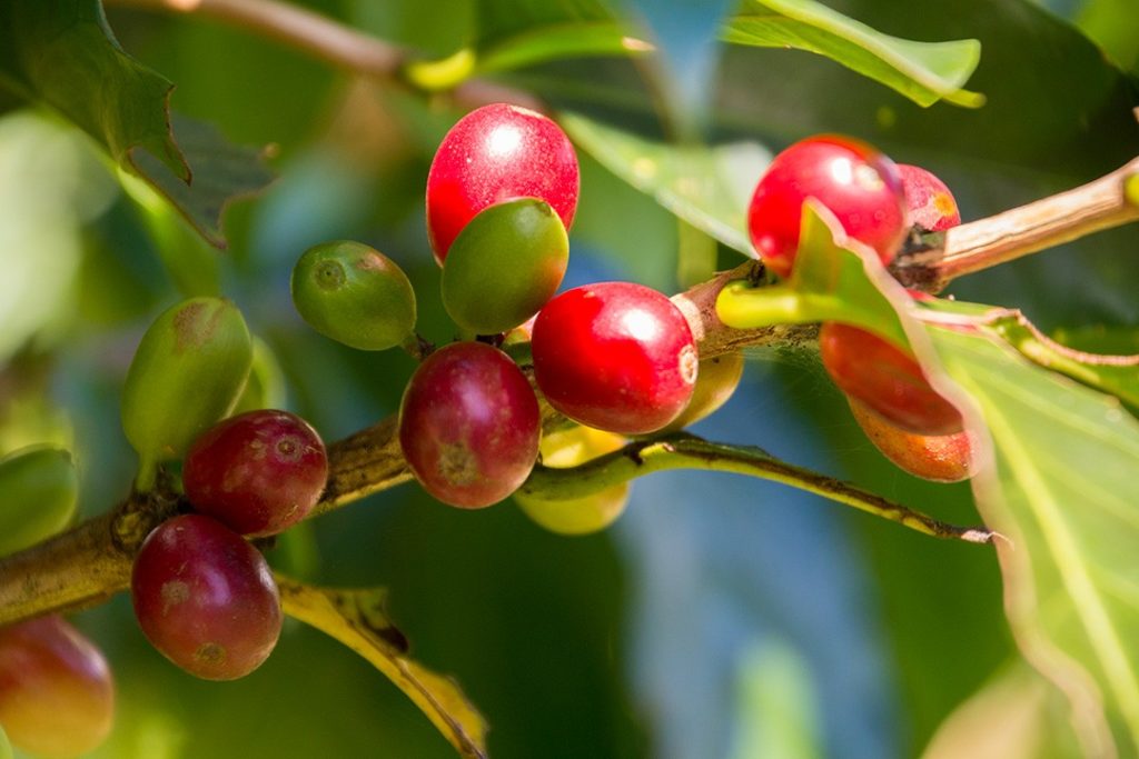 Coffee beans at Mi Cafecito on out National Geographic Expedition to Costa Rica