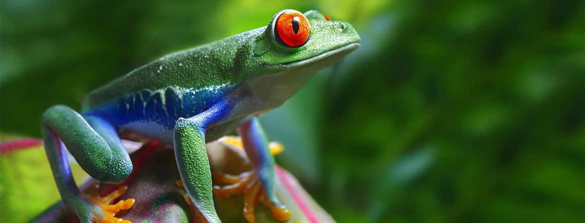 Costa Rica our first National Geographic Expedition frog