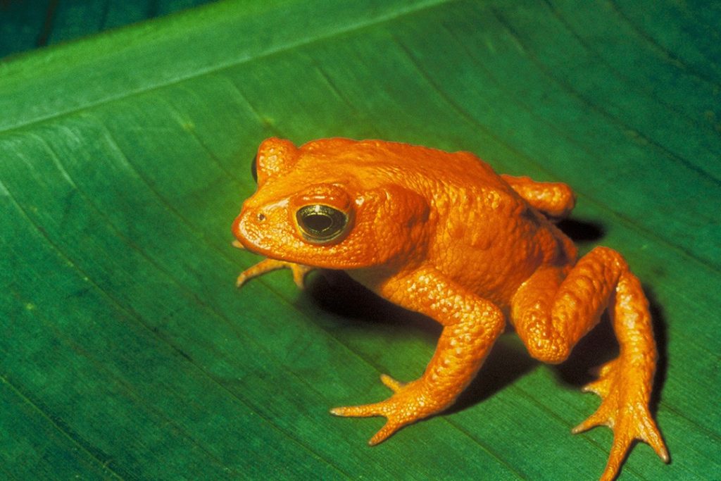 The extinct golden toad was once abundant in Monteverde Cloud Forest