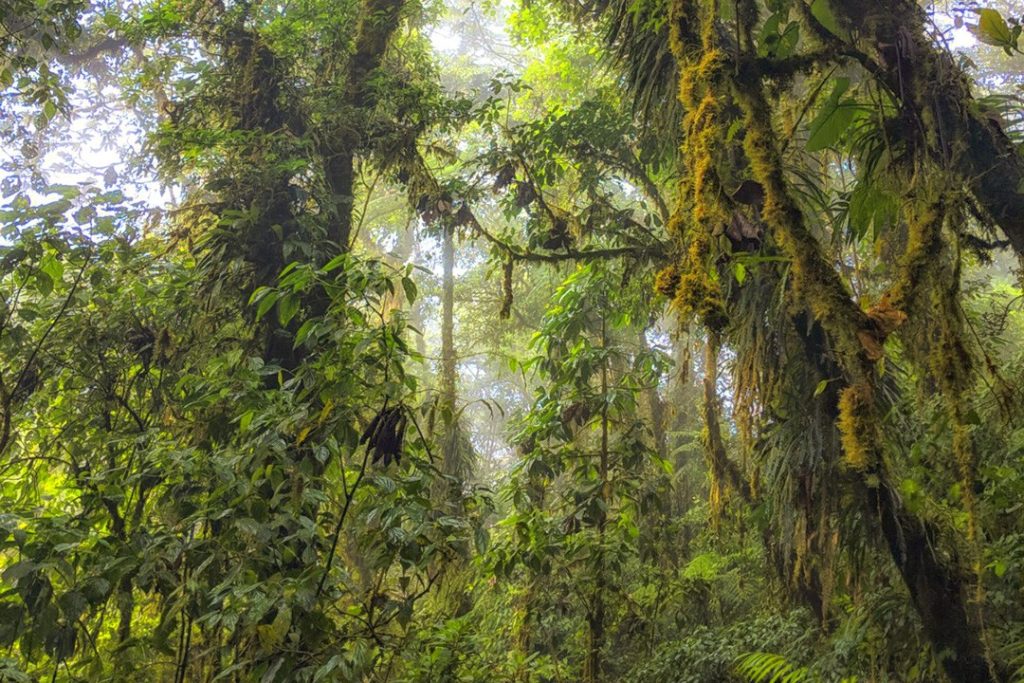Cloud forest covers only 1% of global woodland