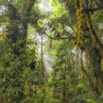 Cloud forest covers only 1% of global woodland