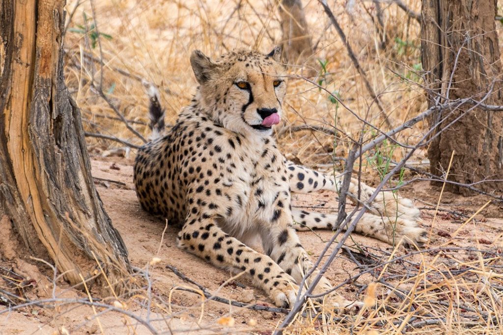 An orphaned cheetah at Okonjima Nature Reserve
