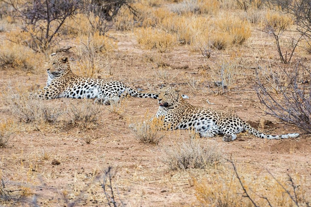 AfriCat fosters a culture of coexistence at Okonjima Nature Reserve