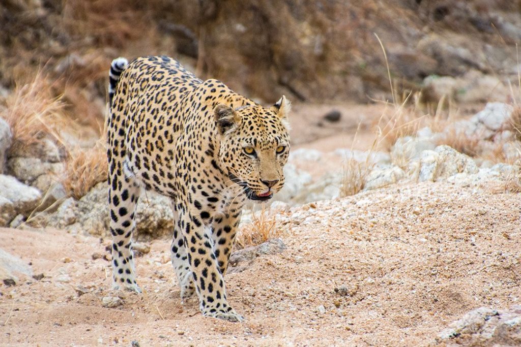 Leopards are forced onto farmland from diminishing habitats