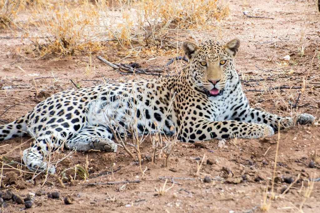 Okonjima Nature Reserve is one of the world's best places to spot leopards