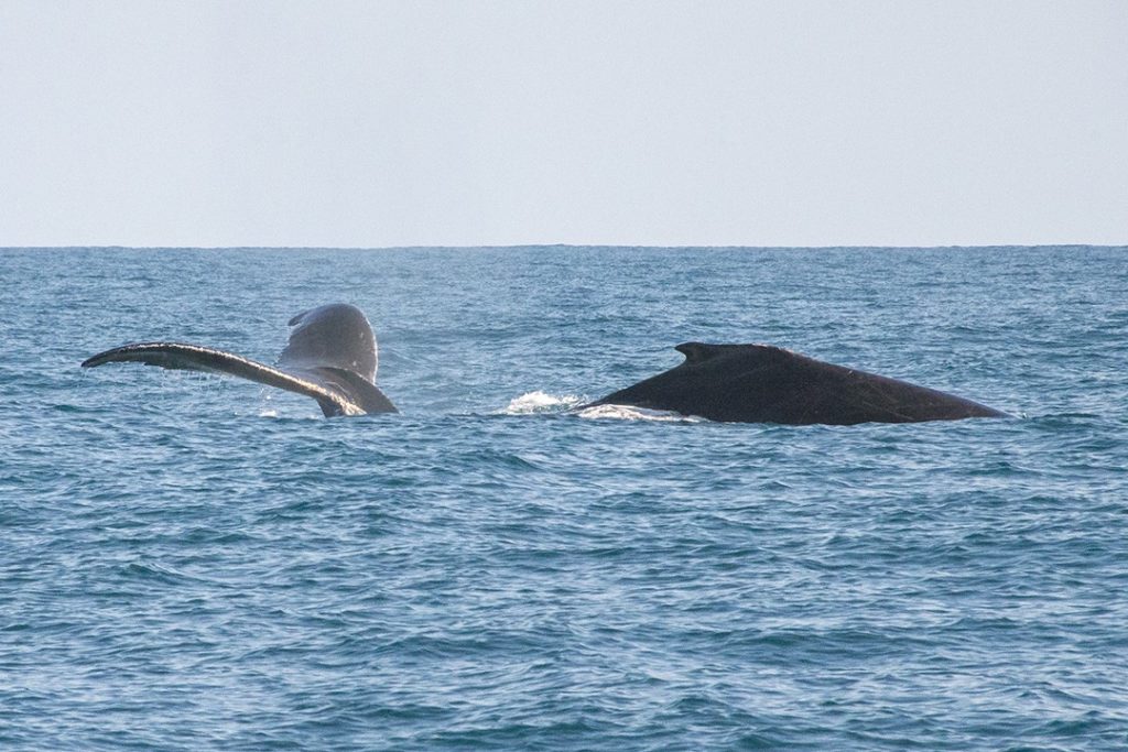 Surprise whales on our National Geographic Expedition to Costa Rica