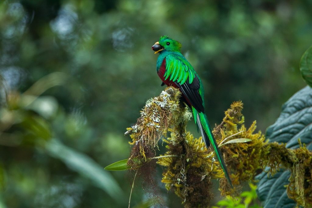 Monteverde cloud forest: quetzal