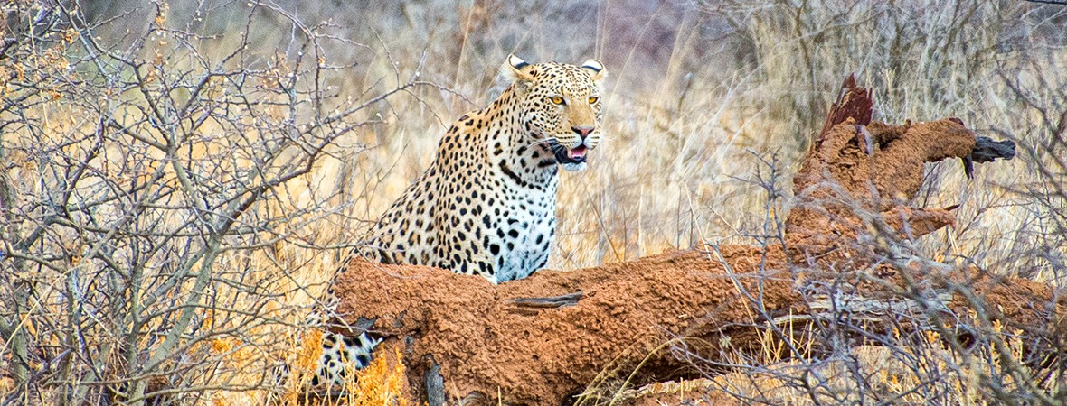 Tracking leopards and cheetahs at Okonjima Nature Reserve, Namibia