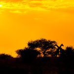self-drive safari through Namibia 2