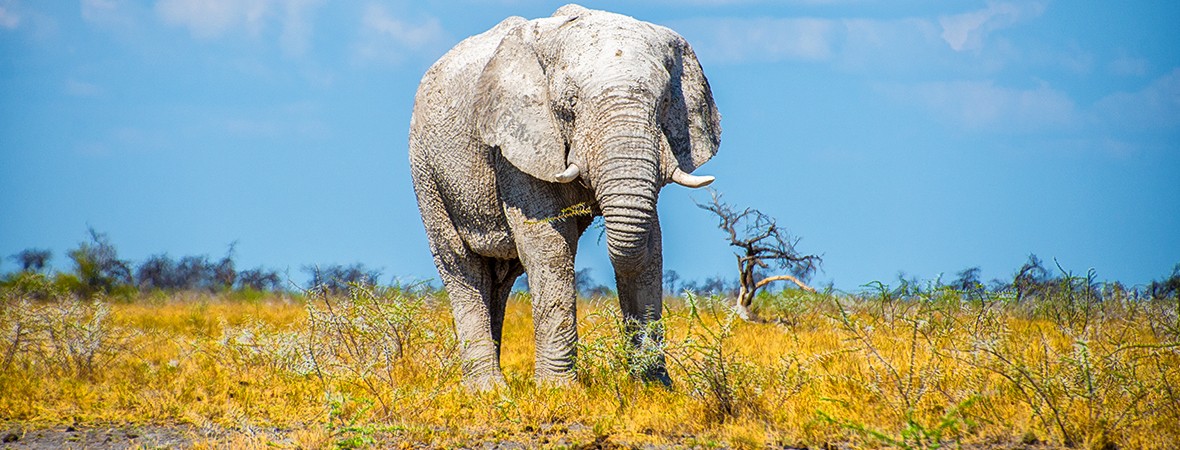 self-drive safari through Namibia featured image