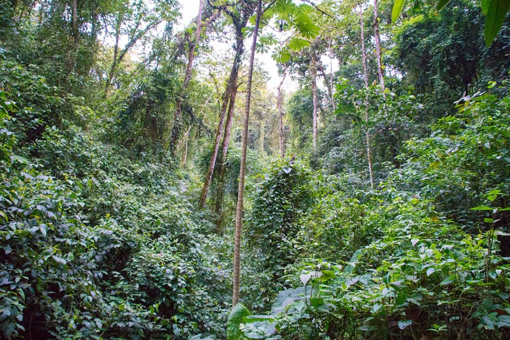 Canyoning in La Fortuna Costa Rica rainforest