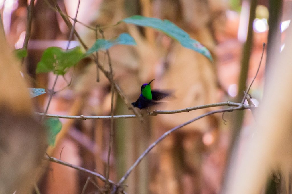 We saw a hummingbird while searching for sloths in Manuel Antonio National Park