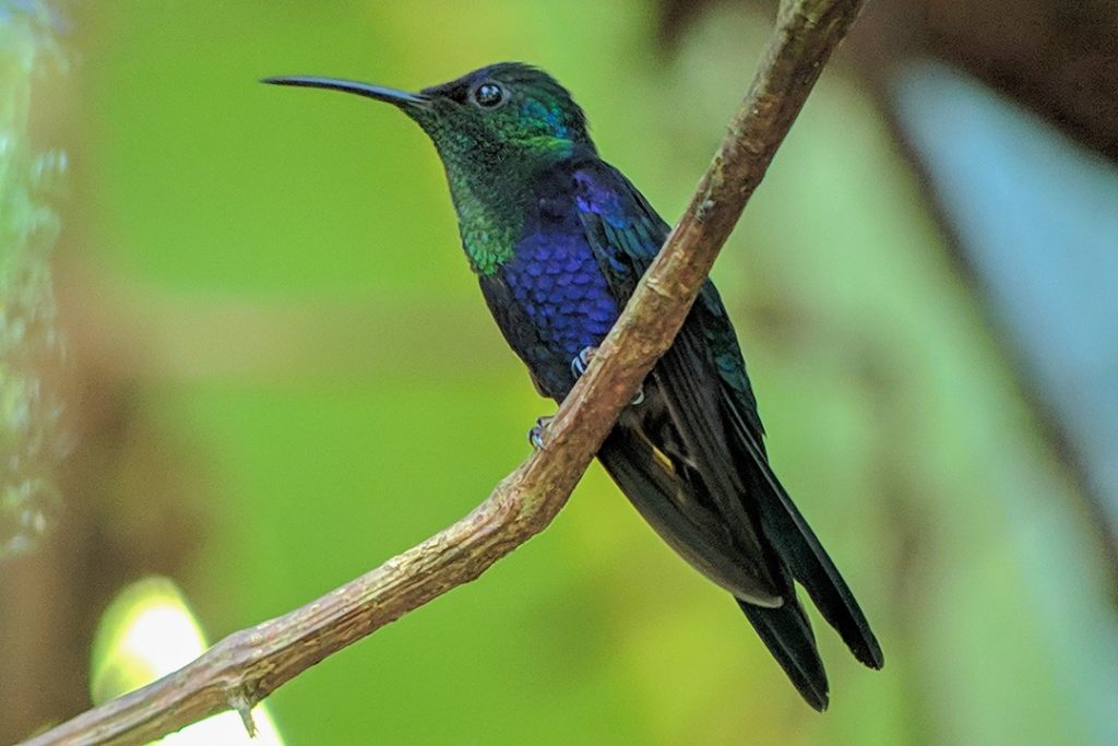 A crowned woodnymph hummingbird in Manuel Antonio National Park