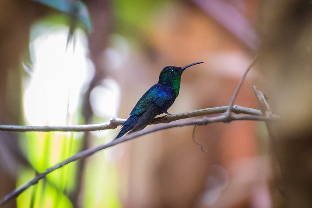 We saw a hummingbird while searching for sloths in Manuel Antonio National Park