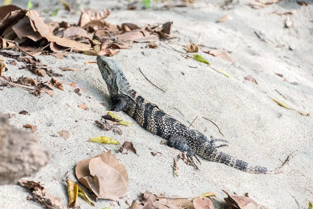 We saw an iguana while searching for sloths in Manuel Antonio National Park