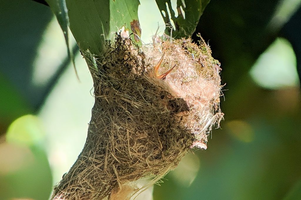 A baby bird opens its beak in Manuel Antonio National Park