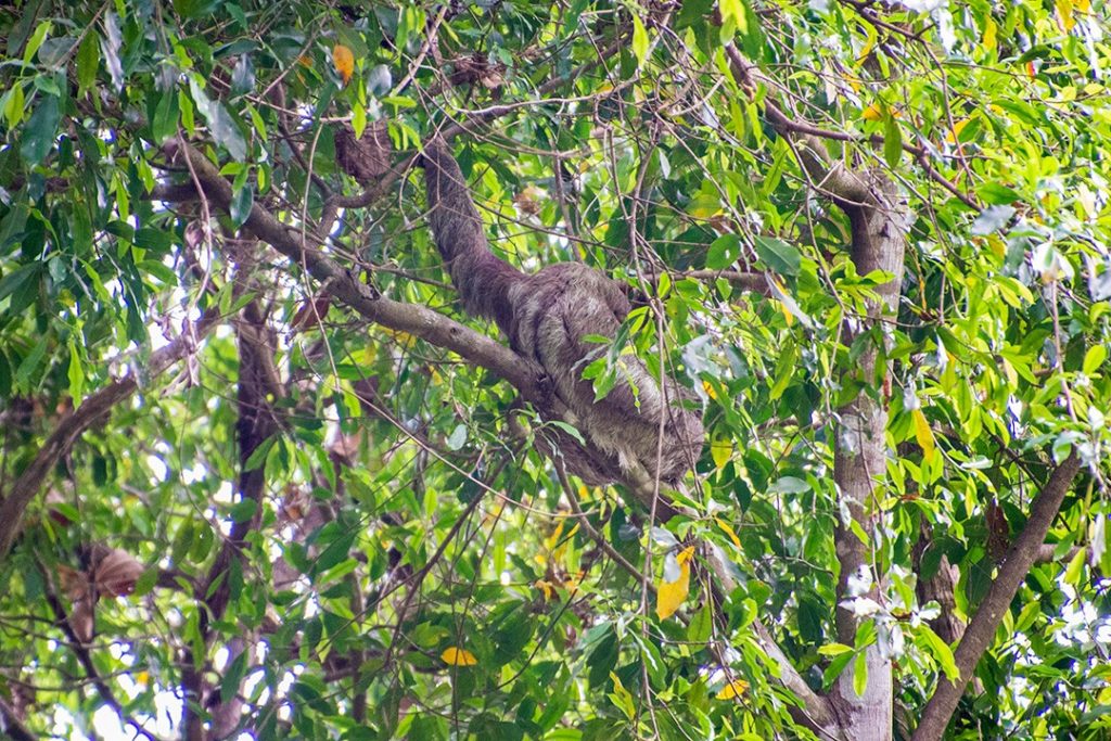We find our first sloth in Manuel Antonio National Park