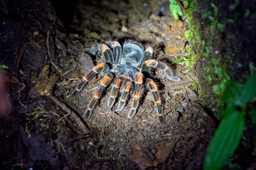 A tarantula in Santa Elena Cloud Forest