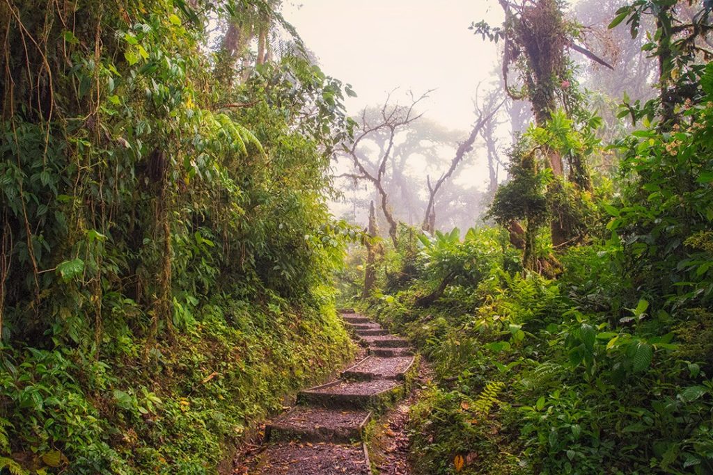 Cloud cover provides a continual supply of life-giving moisture